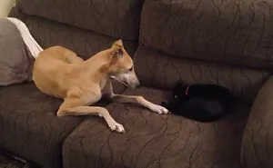 We Never Told Menta Her Adopted Sister Is A Cat  But It Doesn't Seem To Make Any Difference.