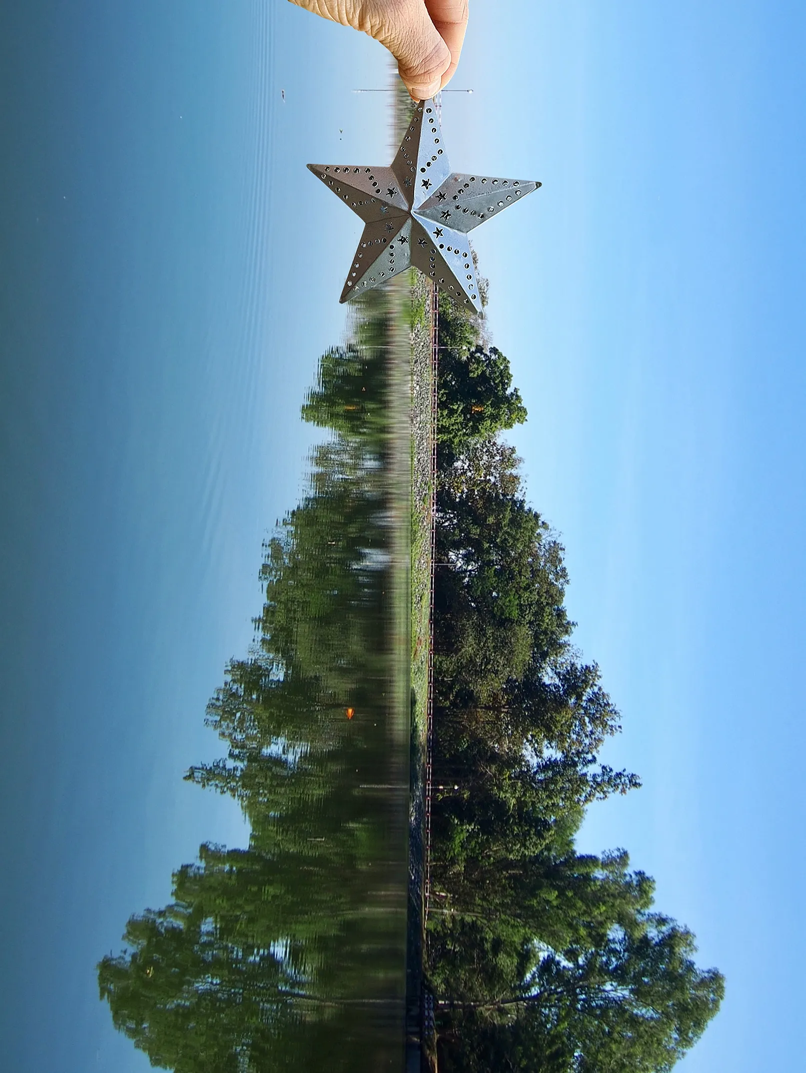 Real Christmas Trees