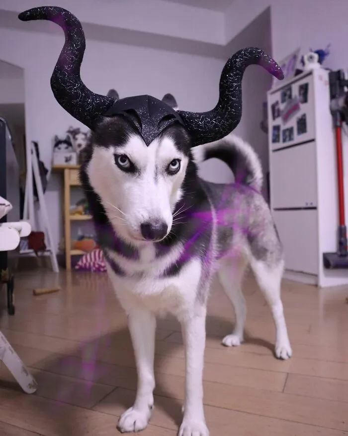This Fabulous Husky Is Taking Over The Internet, And Here Are 30 Pictures Of Her