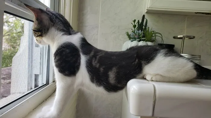 30 Photos Of Pets Being The Only Nosey Neighbors You Can't Be Annoyed At