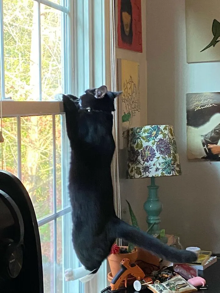30 Photos Of Pets Being The Only Nosey Neighbors You Can't Be Annoyed At