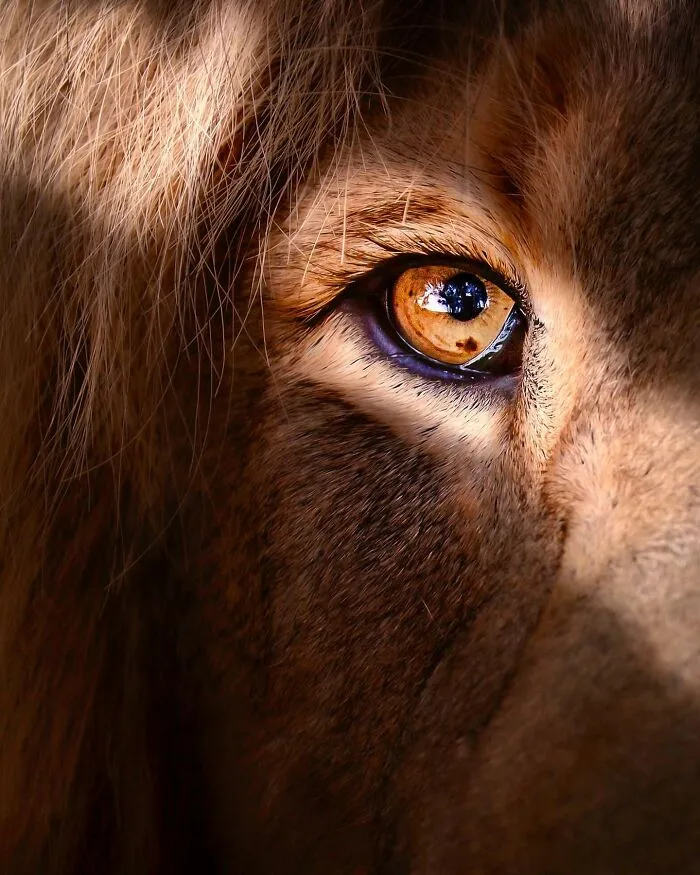 Photographer Immortalizes The King Of Animals In His 30 Incredible Photos