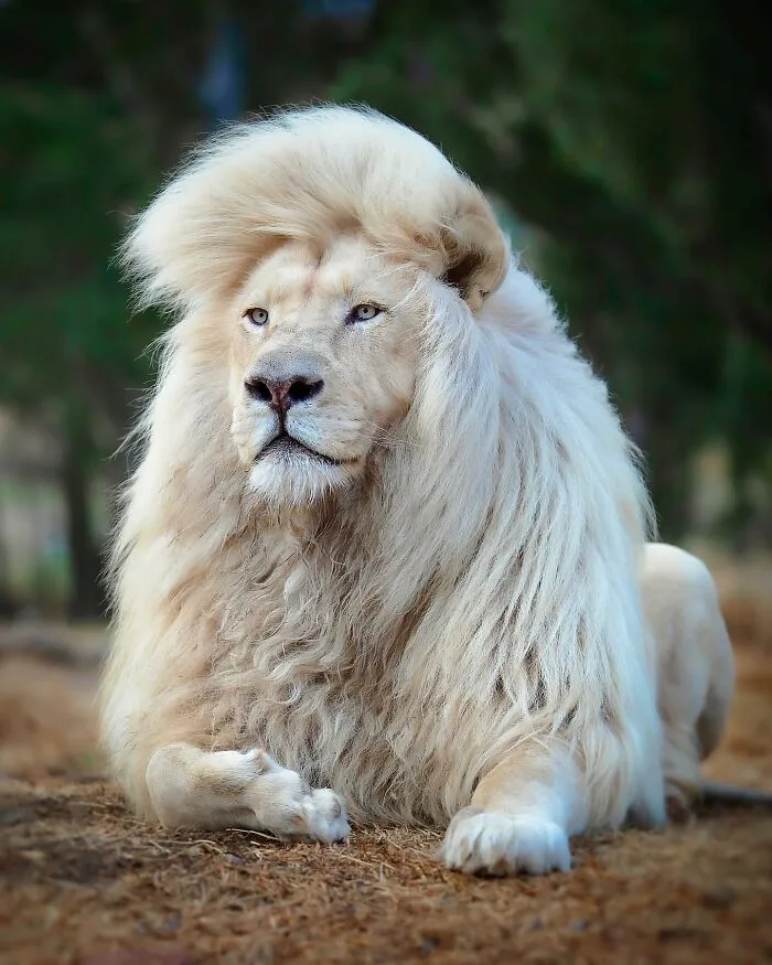 Photographer Immortalizes The King Of Animals In His 30 Incredible Photos