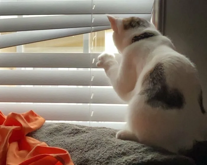 30 Photos Of Pets Being The Only Nosey Neighbors You Can't Be Annoyed At