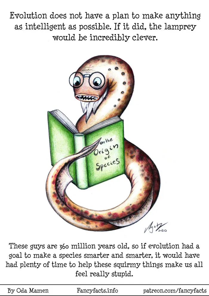 Wise Old Lamprey? Nah