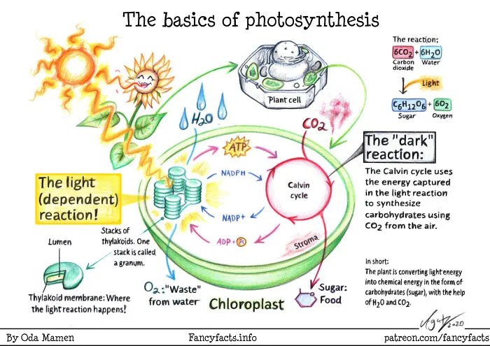Photosynthesis
