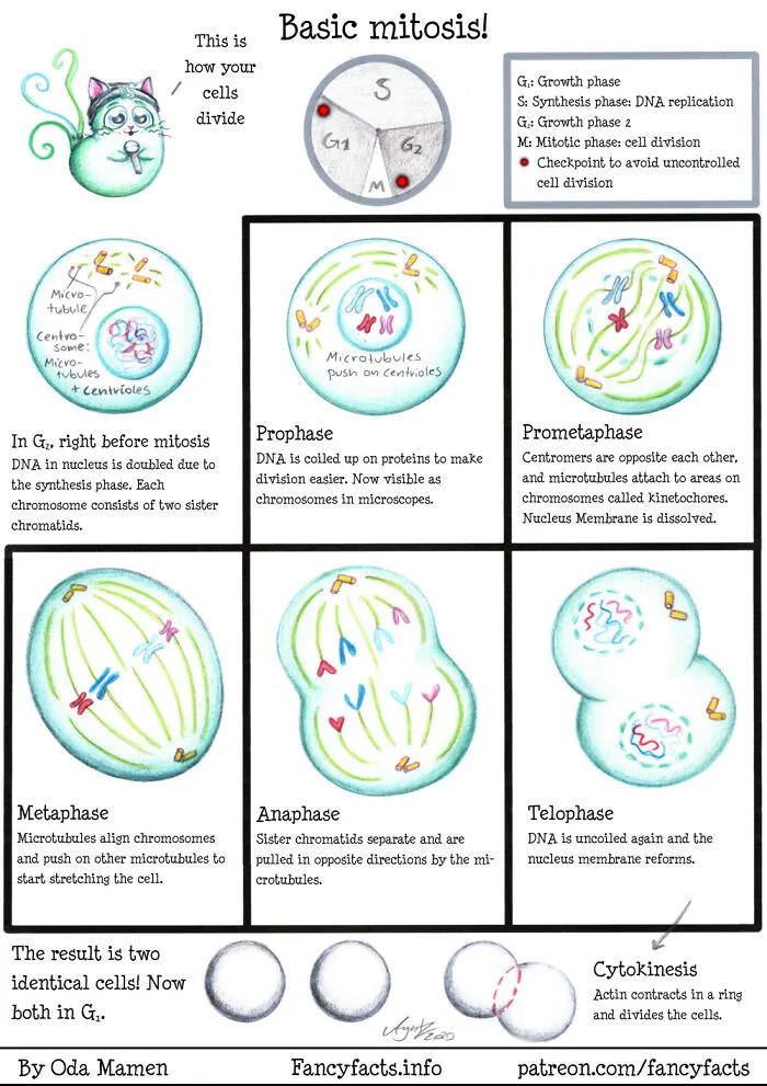 Basic Mitosis