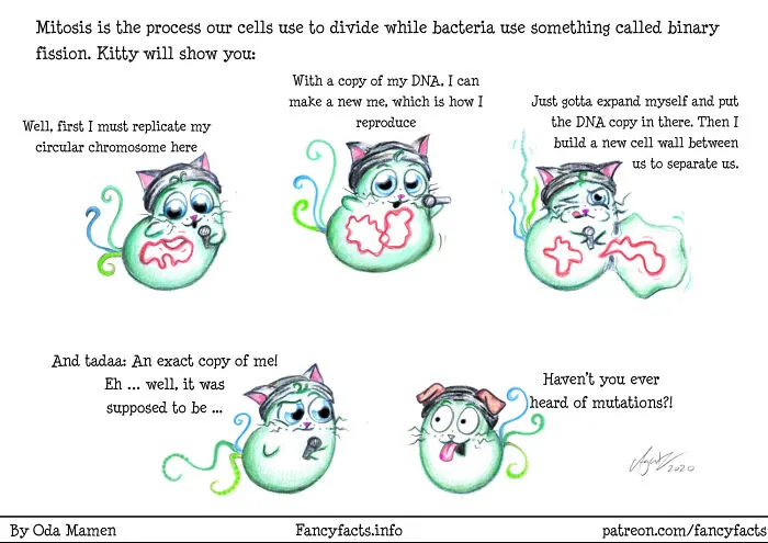 Binary Fission