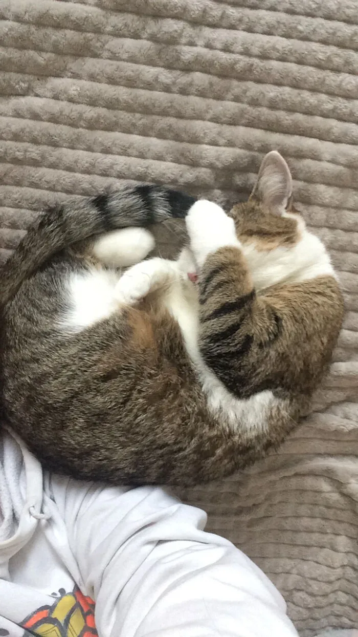 When Humies "Meow" Nonsense