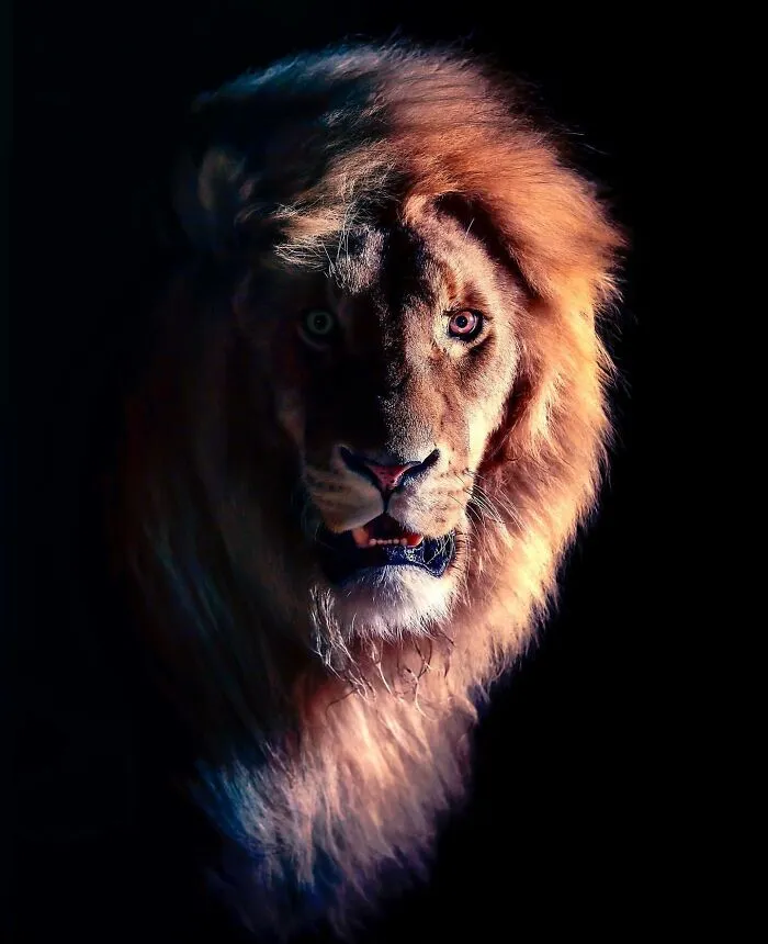 Photographer Immortalizes The King Of Animals In His 30 Incredible Photos