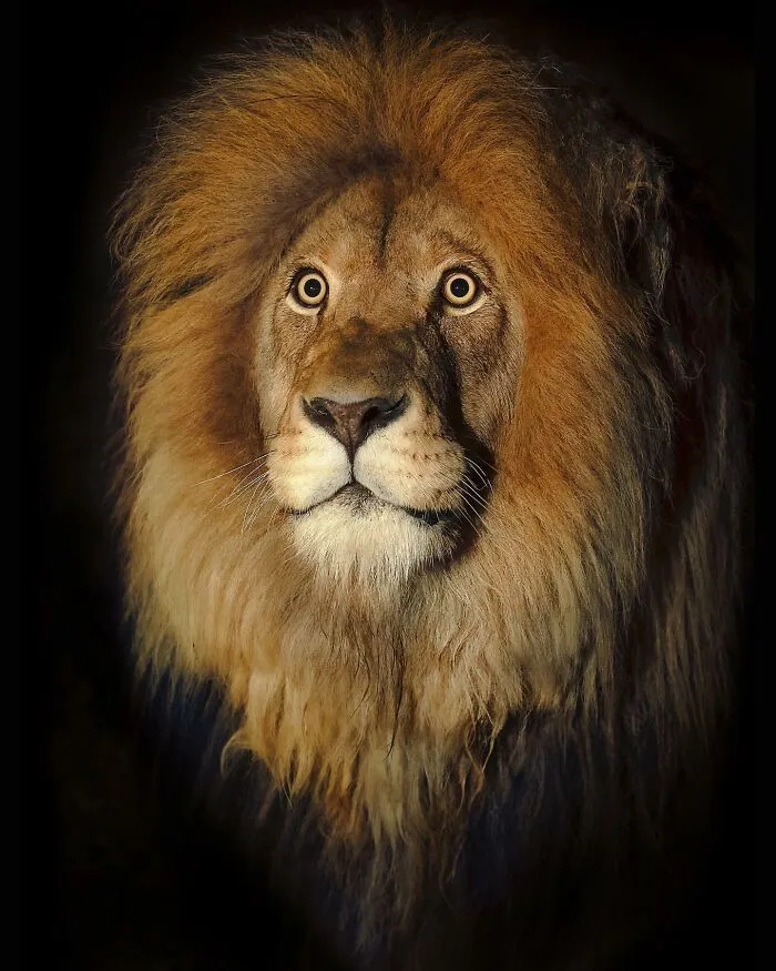 Photographer Immortalizes The King Of Animals In His 30 Incredible Photos