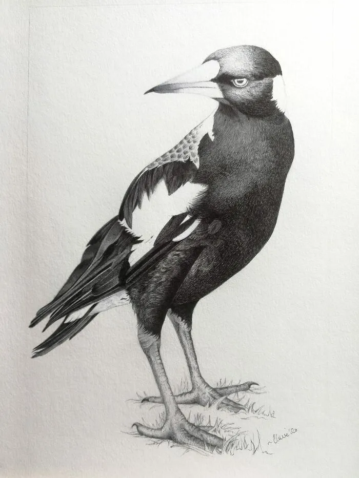 Magpie.