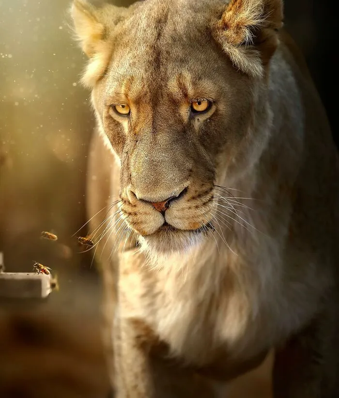 Photographer Immortalizes The King Of Animals In His 30 Incredible Photos