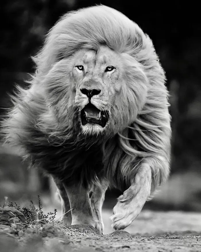 Photographer Immortalizes The King Of Animals In His 30 Incredible Photos