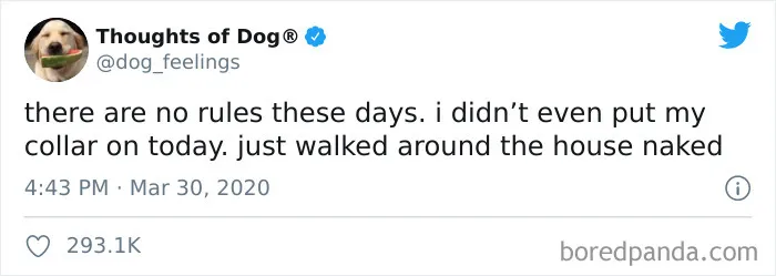 30 Of The Funniest Dog Thoughts That Dog Owners Understand Too Well (New Pics)