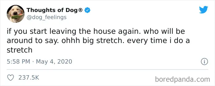 30 Of The Funniest Dog Thoughts That Dog Owners Understand Too Well (New Pics)
