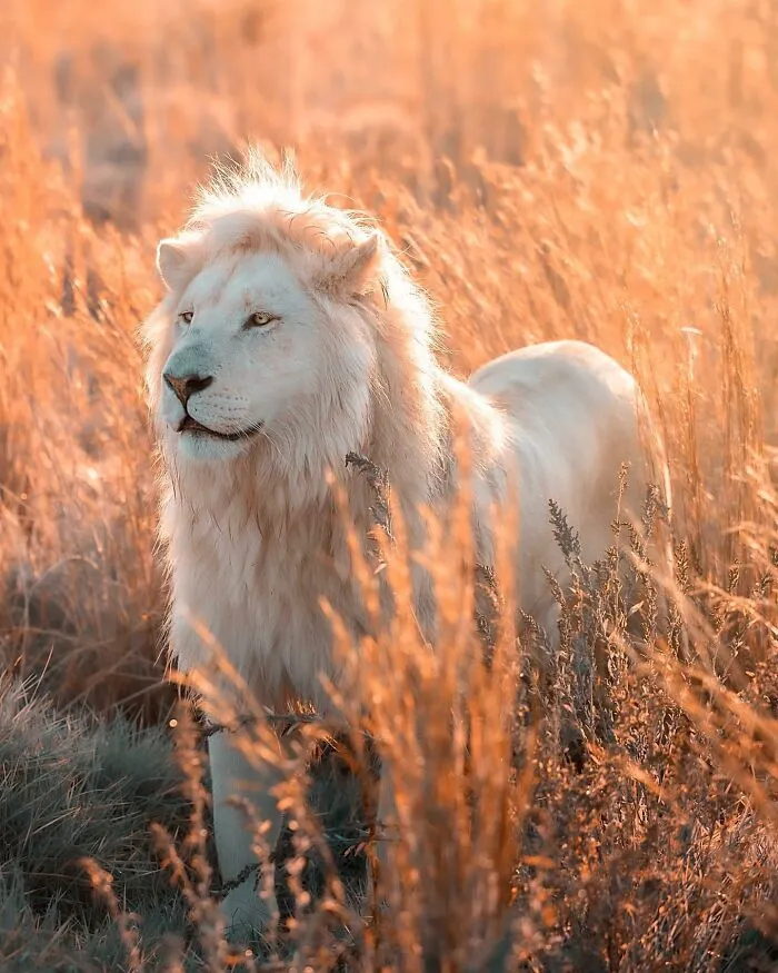 Photographer Immortalizes The King Of Animals In His 30 Incredible Photos