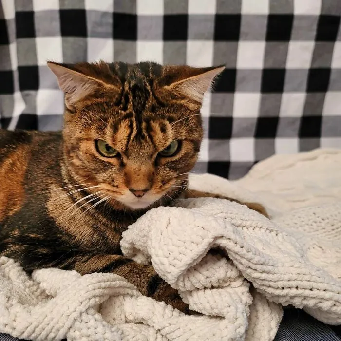 Giggles The Angry Cat Isn't Actually Angry And Is, In Fact, A Total Sweetheart (28 Pics)