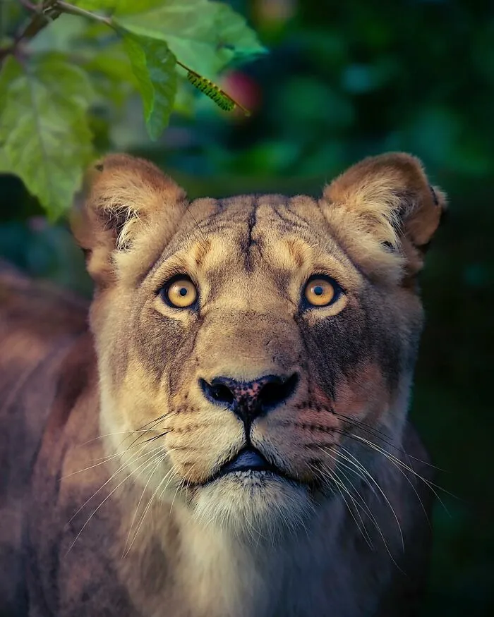 Photographer Immortalizes The King Of Animals In His 30 Incredible Photos