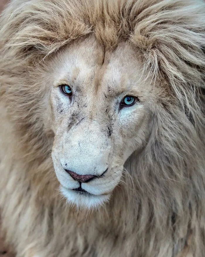 Photographer Immortalizes The King Of Animals In His 30 Incredible Photos
