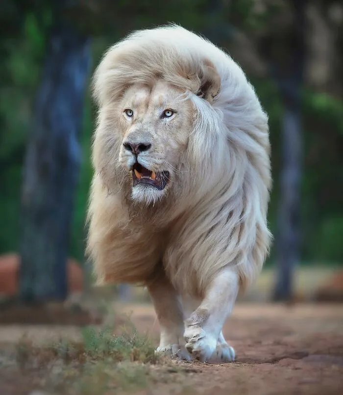 Photographer Immortalizes The King Of Animals In His 30 Incredible Photos