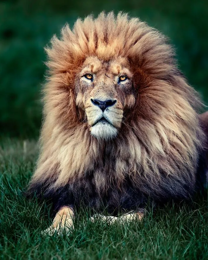 Photographer Immortalizes The King Of Animals In His 30 Incredible Photos