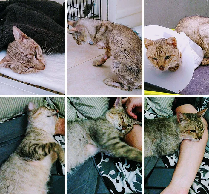 Two Months Ago I Found Him Mangled, Probably Had Been Run Over, And Almost Dead Due To Dehydration. Vets Had To Amputate One Of His Front Legs And Tail. Today We Finally Took The Cone Of Shame Off And Let Him Chill With Us On The Bed