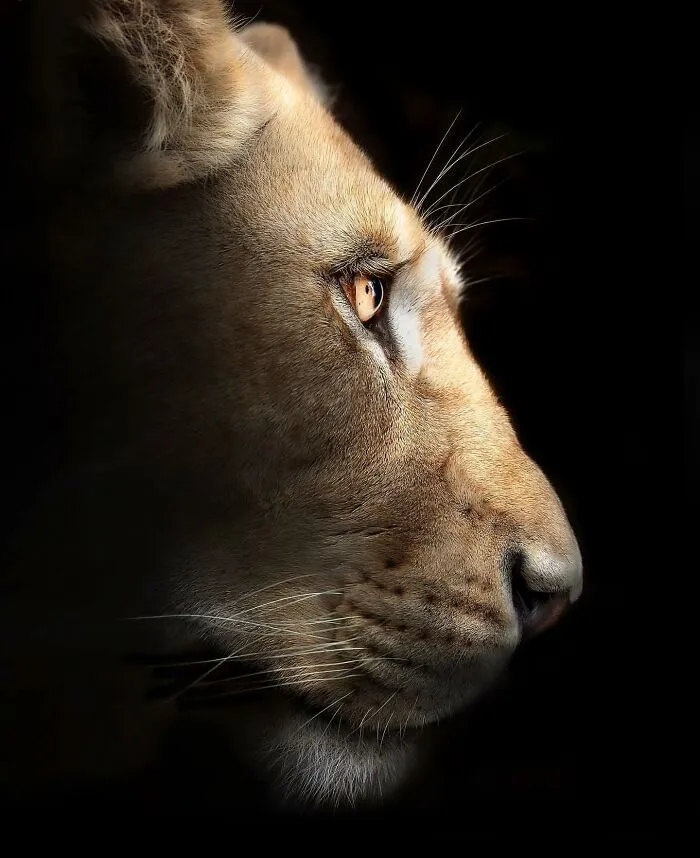 Photographer Immortalizes The King Of Animals In His 30 Incredible Photos