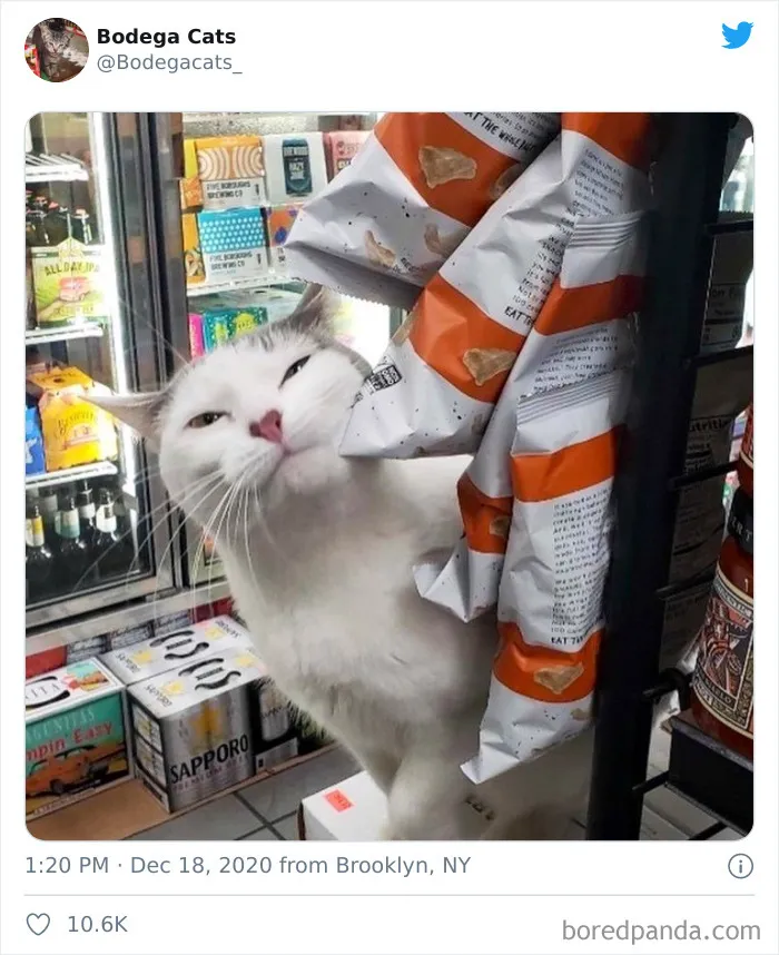 This Twitter Account Collects Photos Of Cats In Small Shops Looking Like They Own The Place (50 New Pics)