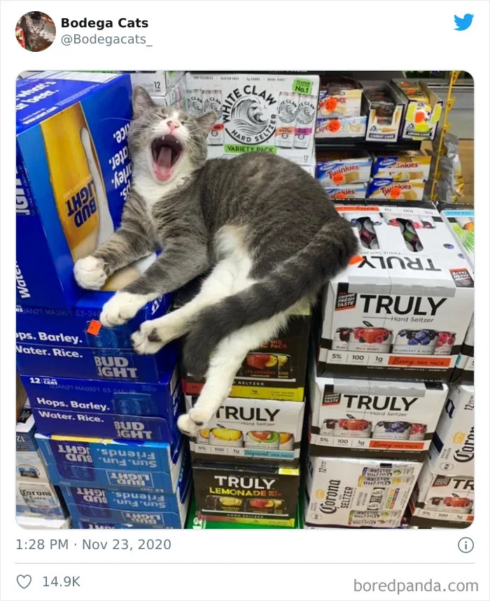 This Twitter Account Collects Photos Of Cats In Small Shops Looking Like They Own The Place (50 New Pics)