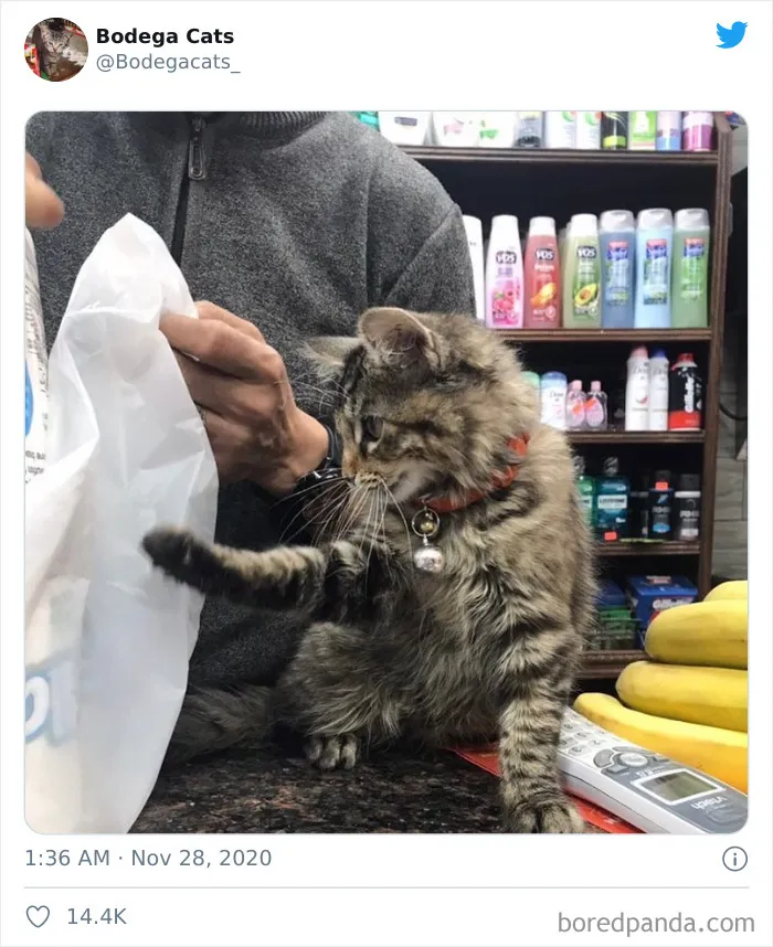 This Twitter Account Collects Photos Of Cats In Small Shops Looking Like They Own The Place (50 New Pics)