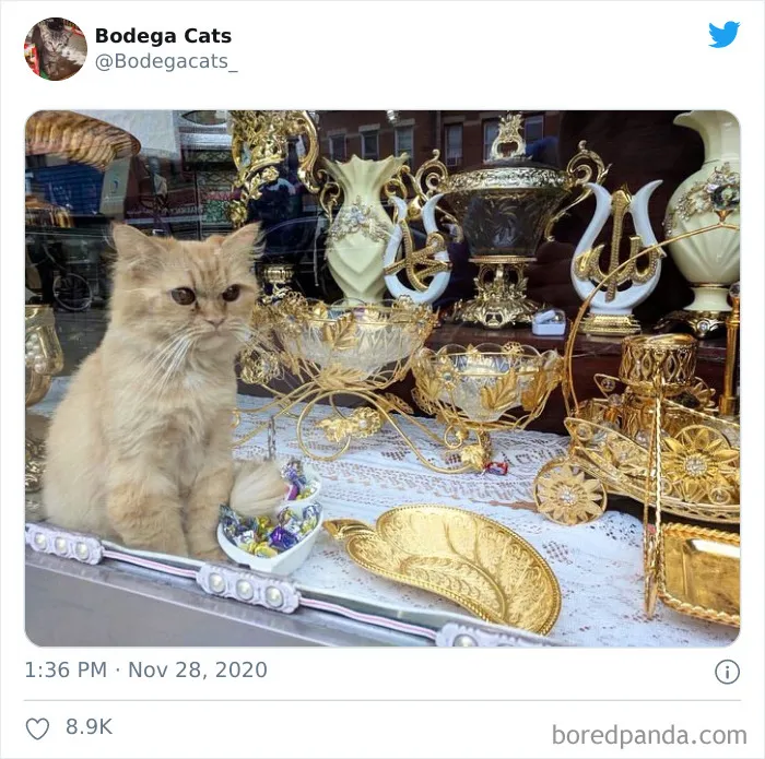This Twitter Account Collects Photos Of Cats In Small Shops Looking Like They Own The Place (50 New Pics)