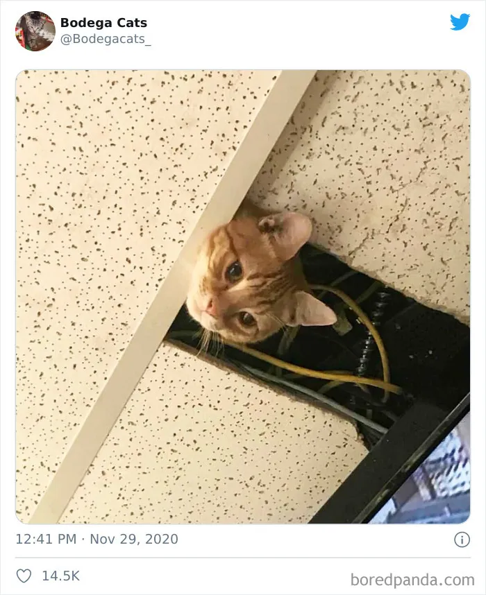 This Twitter Account Collects Photos Of Cats In Small Shops Looking Like They Own The Place (50 New Pics)