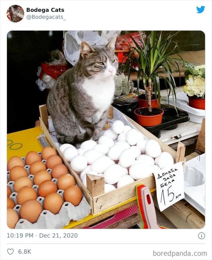 This Twitter Account Collects Photos Of Cats In Small Shops Looking Like They Own The Place (50 New Pics)