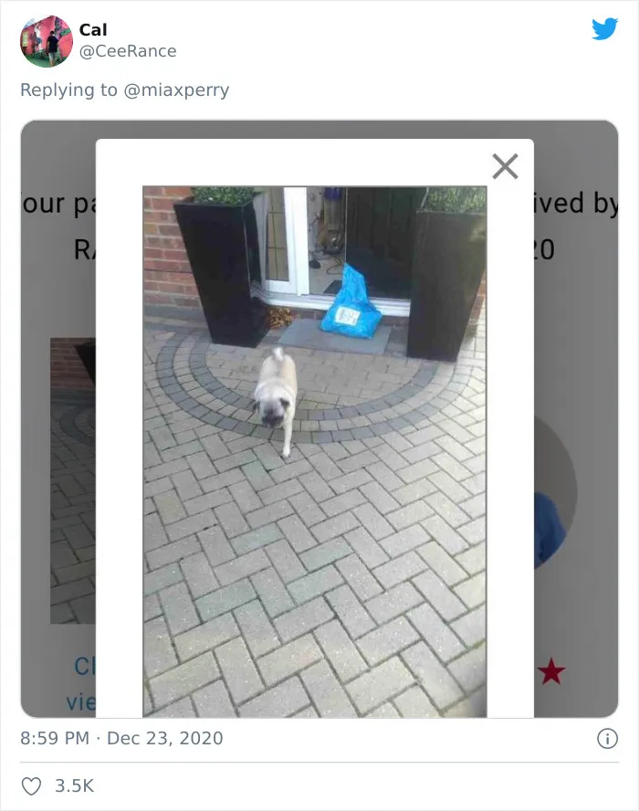 29 Pets Who Surprised Their Owners By "Collecting" Their Delivery