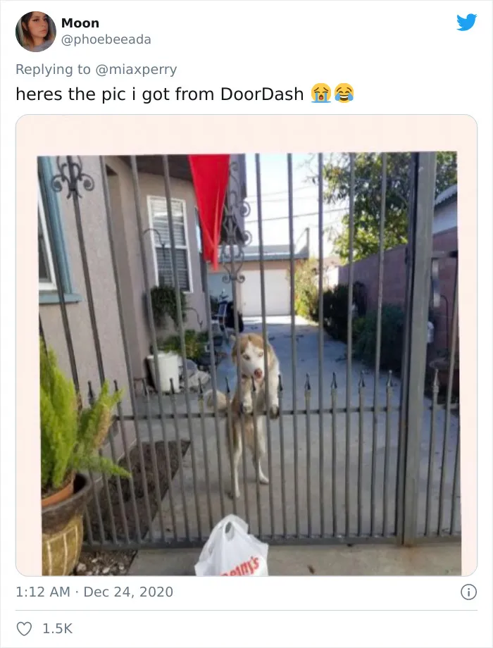 29 Pets Who Surprised Their Owners By "Collecting" Their Delivery