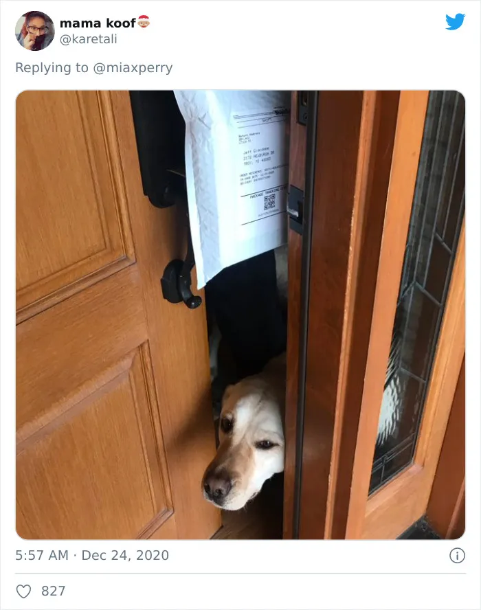 29 Pets Who Surprised Their Owners By "Collecting" Their Delivery