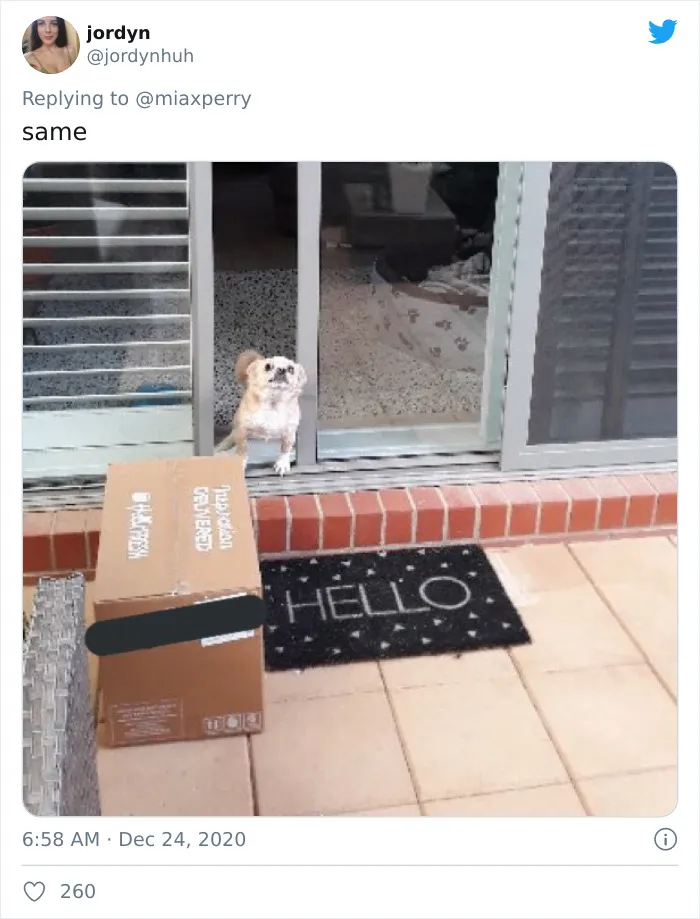 29 Pets Who Surprised Their Owners By "Collecting" Their Delivery