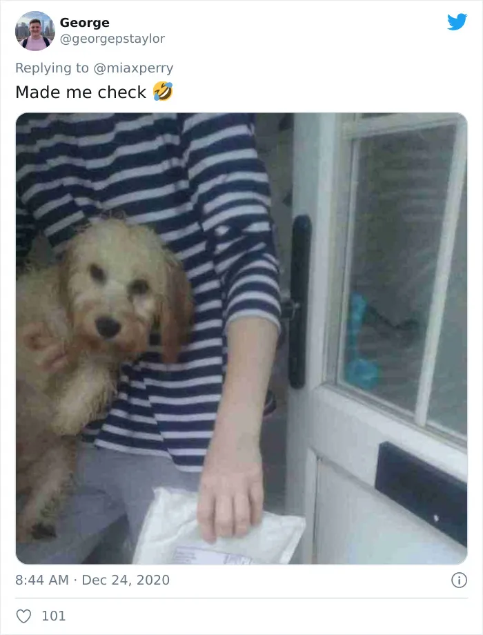 29 Pets Who Surprised Their Owners By "Collecting" Their Delivery