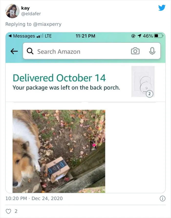 29 Pets Who Surprised Their Owners By "Collecting" Their Delivery