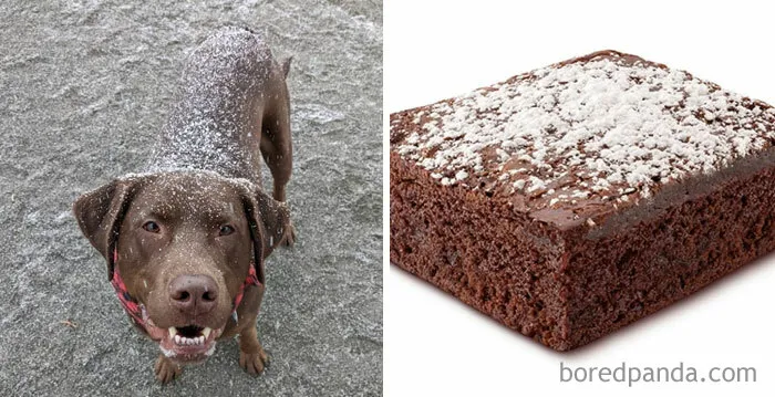 Looks Delicious