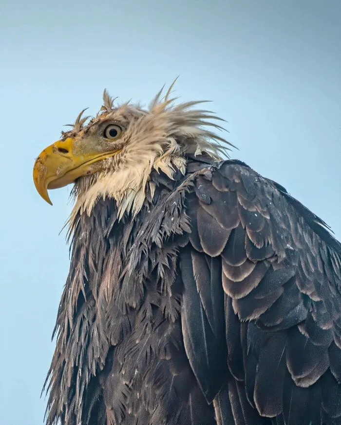 If 2020 Was An Eagle