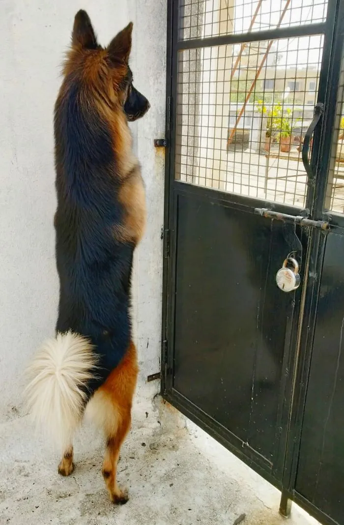 30 Photos Of Pets Being The Only Nosey Neighbors You Can't Be Annoyed At