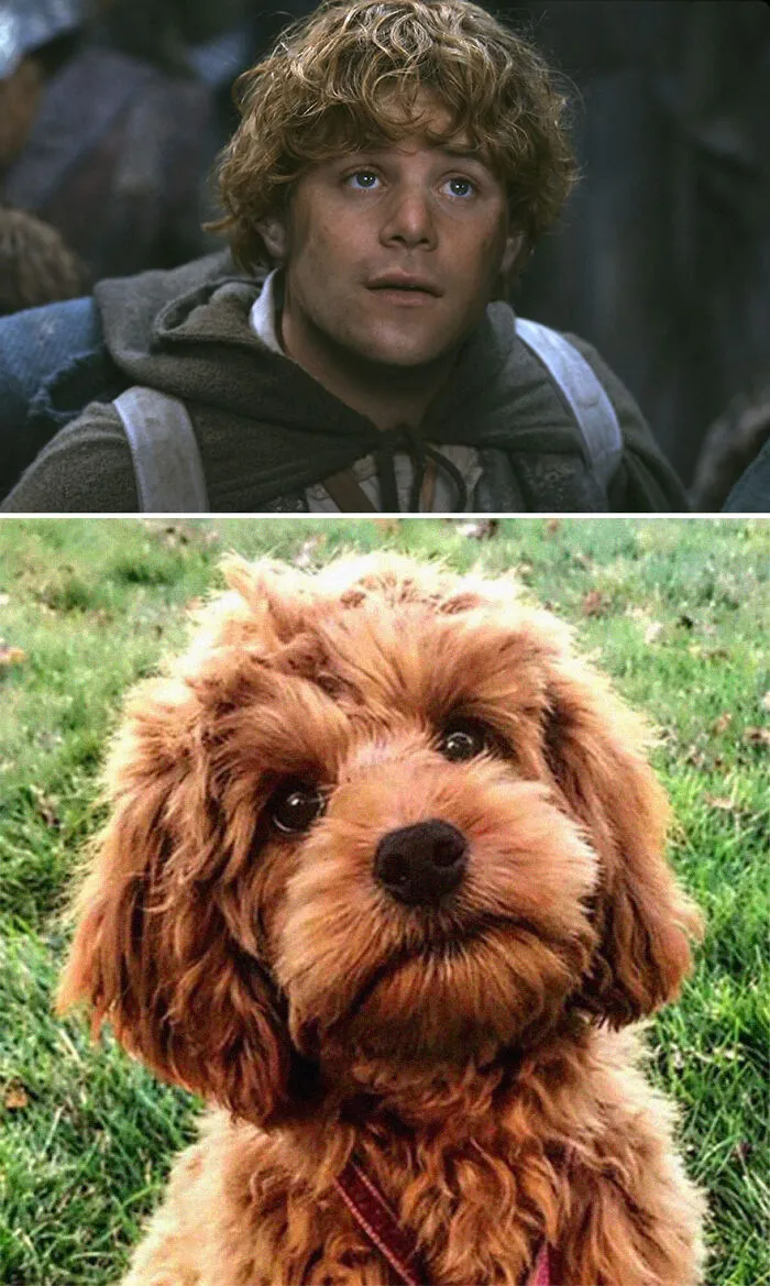 Samwise Gamgee