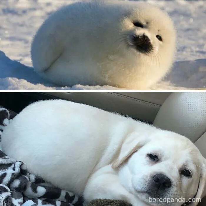 Puffy And Comfy