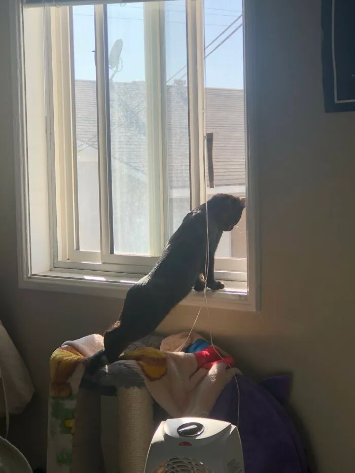 30 Photos Of Pets Being The Only Nosey Neighbors You Can't Be Annoyed At