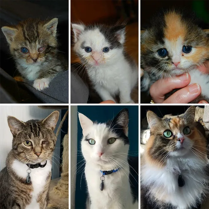 8 Years Ago Today The Triplets Were Born. From Bottle Feeding Every 3 Hours, To Beautiful Lazy Babies. Bob, Possum, And Arwyn Made Me The Crazy Cat Lady I Am Today