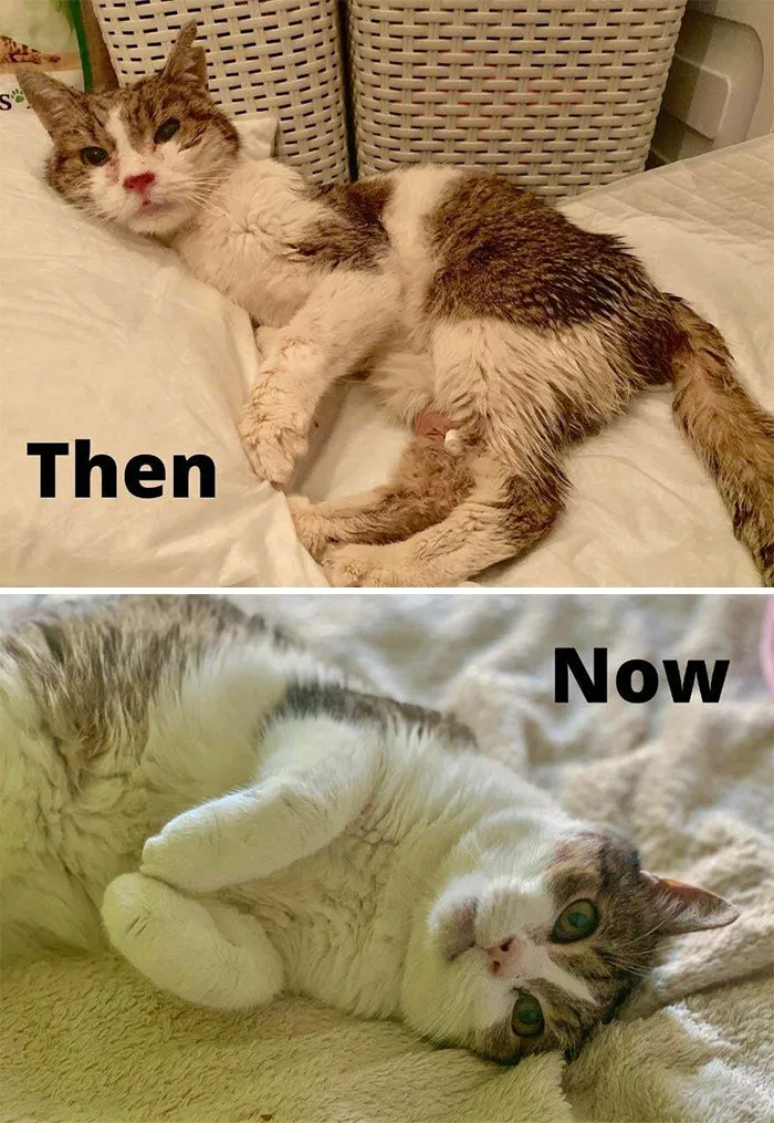 What A Foster Home Can Do For A Sick Cat...now Misza Is Enjoying His Cat Retirement After Being A Neglected Feral For 15 Years