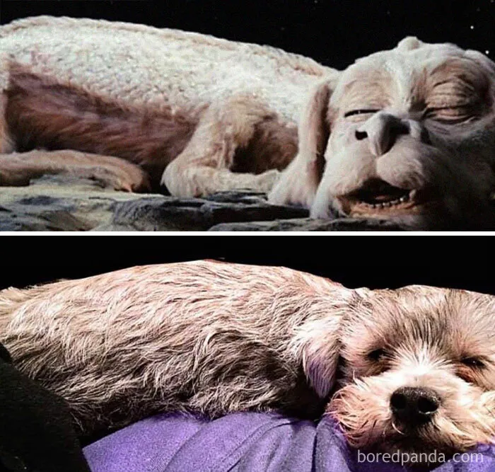 Falkor