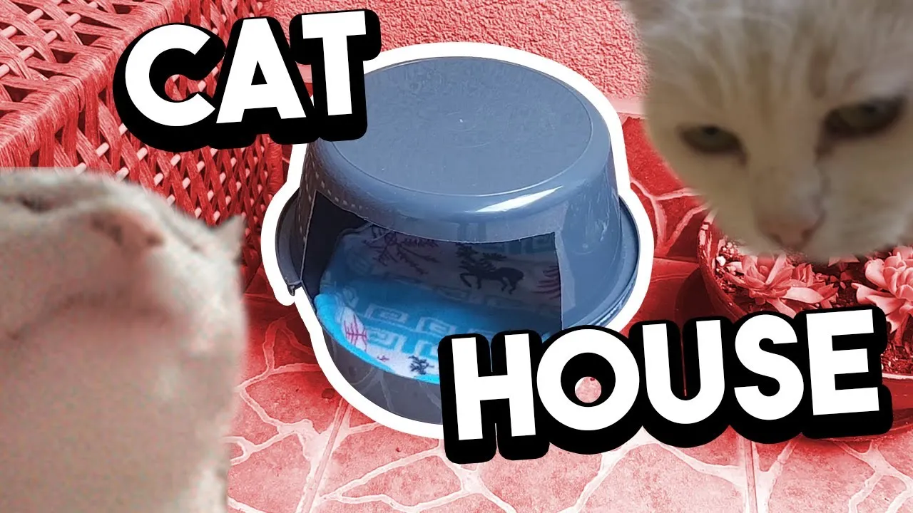 A Little And Quick DIY Shelter For Cats Who Living On Streets